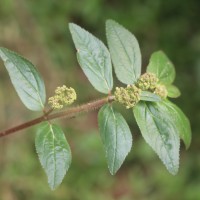 <i>Euphorbia hirta</i>  L.